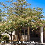 Mimosa, Silk-Tree, Albizia, 