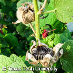 Alcea rosea