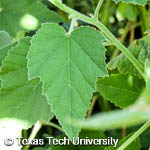 Althaea officinalis