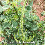 Palmer Amaranth, 