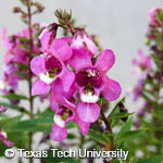 Angelonia angustifolia