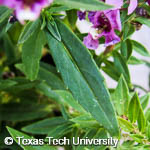 Angelonia angustifolia