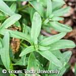 Antirrhinum majus