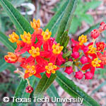 Asclepias curassavica