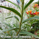 Asclepias curassavica