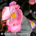 Begonia semperflorens-cultorum