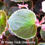 Begonia semperflorens-cultorum