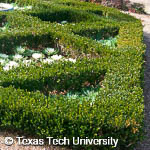 Littleleaf Boxwood, 