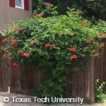 Trumpet Vine, Trumpet Creeper, 