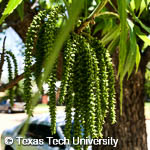 Carya illinoinensis