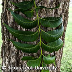 Carya illinoinensis