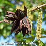 Carya illinoinensis