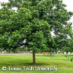 Carya illinoinensis Carya illinoinensis
