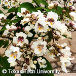 Catalpa speciosa