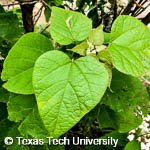 Catalpa speciosa