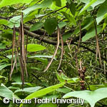 Catalpa speciosa