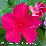 Catharanthus roseus