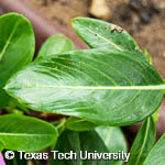 Catharanthus roseus