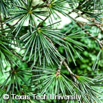 Cedrus atlantica