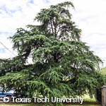 Deodar Cedar, 