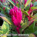 Celosia argentea