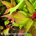 Celosia argentea