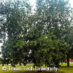 Hackberry, 