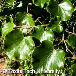 Cercis canadensis