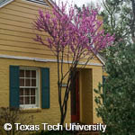 Eastern Redbud, 