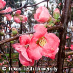 Chaenomeles speciosa