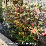 Flowering Quince, 