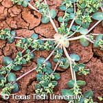 Prostrate Spurge, Ground Spurge, 