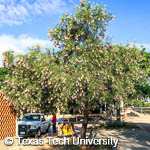 Desert Willow, 