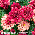 Chrysanthemum x morifolium