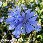 Cichorium intybus