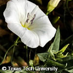 Bindweed, Field
