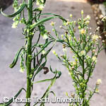 Horseweed, 