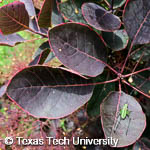 Cotinus coggygria