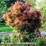 Cotinus coggygria Cotinus coggygria