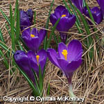 Crocus sp.