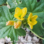 Cucumis melo var. cantalupensis