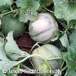 Cucumis melo var. cantalupensis