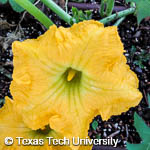 Cucurbita moschata 'Butternut'