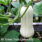 Cucurbita moschata 'Butternut'