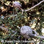 Cupressus arizonica var. bonita