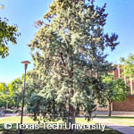 Cupressus arizonica var. bonita Cupressus arizonica var. bonita