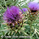 Cynara cardunculus