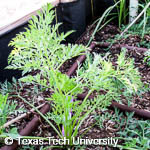 Daucus carota subsp. sativus