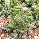 Flixweed, 