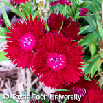 Dianthus chinensis